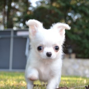 Twix Chiot Chihuahua