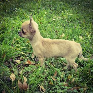 Théo Chiot Chihuahua