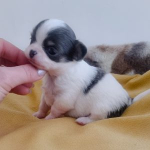 Toffifee Chiot Chihuahua