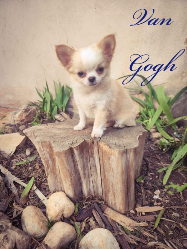 Van Gogh Chiot Chihuahua