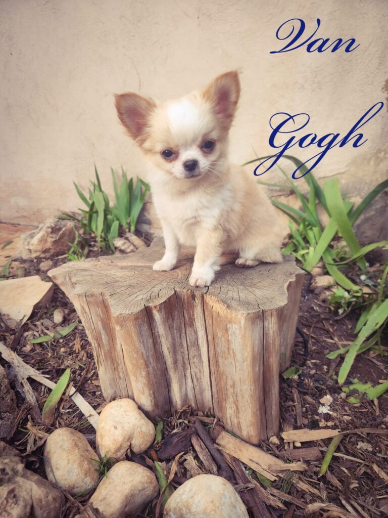 <strong>Van Gogh Chiot Chihuahua</strong>