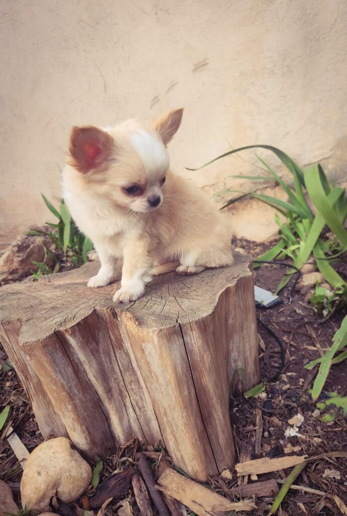 <strong>Van Gogh Chiot Chihuahua</strong>