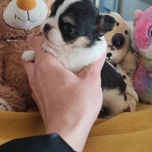 Arty Chiot Chihuahua