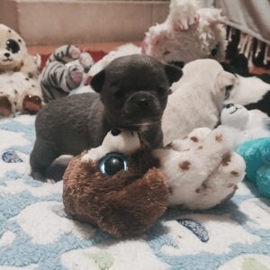 Bilou Chiot Chihuahua