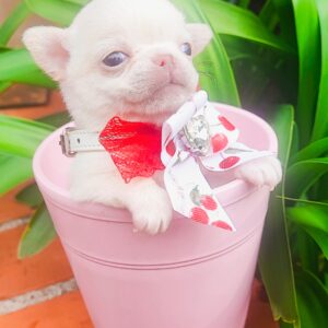 Blanche Chiot Chihuahua